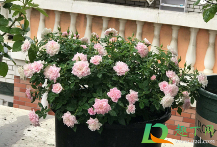 中药渣做花肥怎样自制(中药渣能否做养花肥料)