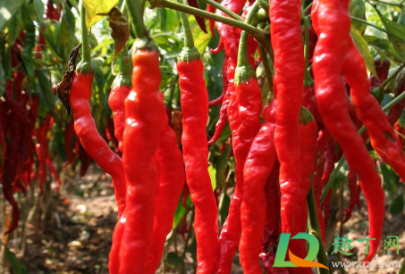 吃完辣椒喝水为什么胃会巨疼(吃了辣的喝水胃不舒服)