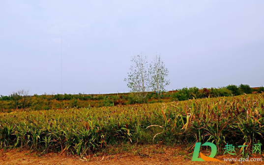 2021年元旦天气怎么样(2021年元旦天气预测)