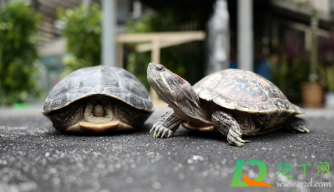 巴西龟怎么养(巴西龟怎么养最好) 巴西龟怎么养(巴西龟怎么养最好)