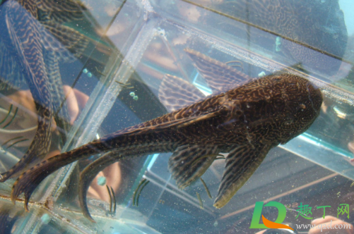 清道夫鱼为什么不能吃(清道夫鱼为什么不能吃图片大全)