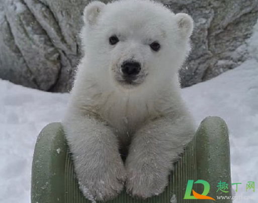 饥饿的北极熊打劫垃圾车是真的吗(北极熊找垃圾吃) 饥饿的北极熊打劫垃圾车是真的吗(北极熊找垃圾吃)