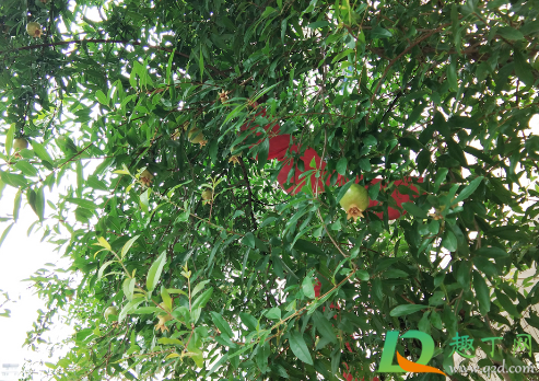 裸根石榴树能栽活不(石榴树根能种活吗)