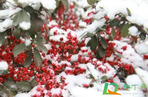 2021寡妇年要防倒春寒吗(2021寡妇年不宜做什么) 2021寡妇年要防倒春寒吗(2021寡妇年不宜做什么)