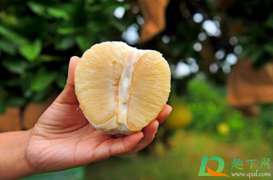 柚子有点青能吃吗(柚子皮有点青能吃吗) 柚子有点青能吃吗(柚子皮有点青能吃吗)