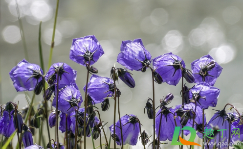 桔梗的功效与作用是什么呢(桔梗的功效与作用有哪些?)