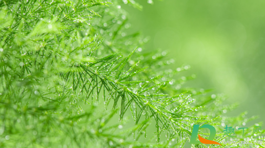 修剪的文竹可以插活吗(文竹剪断了,能插活吗)