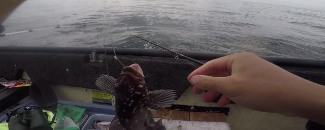 石斑鱼钓法海钓可以分为两种(用什么钓石斑鱼)