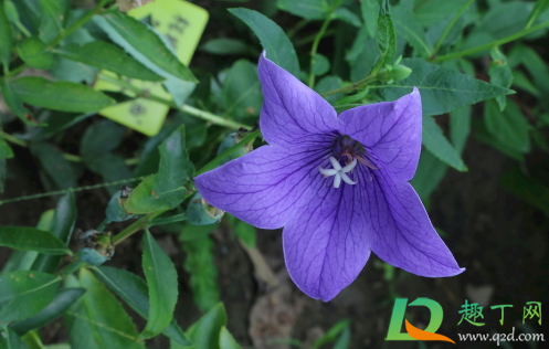 桔梗一次最多能用多少克(桔梗每次用量是多少)