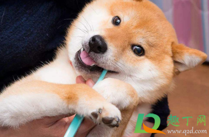 怎么去黄牙渍小窍门(去牙渍牙黄的方法) 怎么去黄牙渍小窍门(去牙渍牙黄的方法)