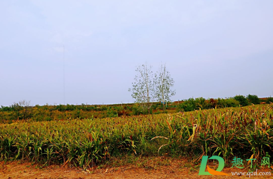 2021年元旦会下雨吗(2021年春节期间会下雨吗)