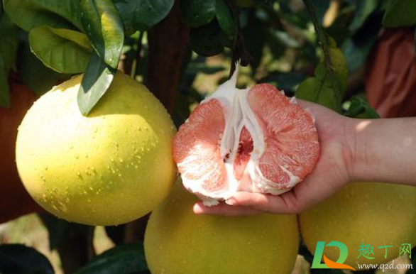 柚子一次吃一个多吗(一次吃一个柚子过量吗)