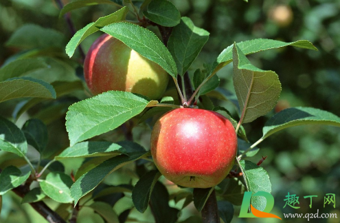 2020种植什么水果稳定赚钱(栽什么水果树将来最赚钱)