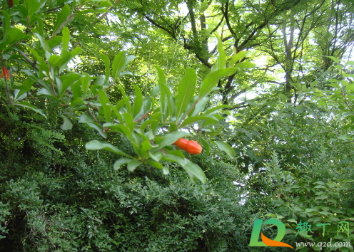 裸根石榴树能栽活不(石榴树根能种活吗)