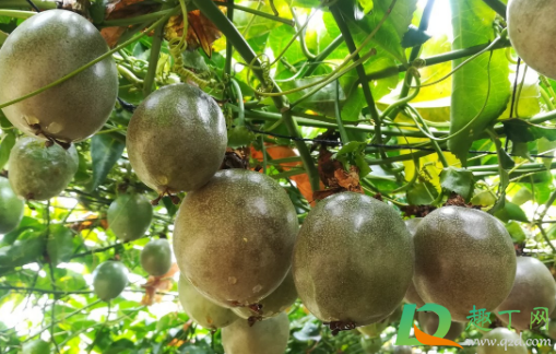 百香果耐寒吗(百香果有耐寒品种吗) 百香果耐寒吗(百香果有耐寒品种吗)