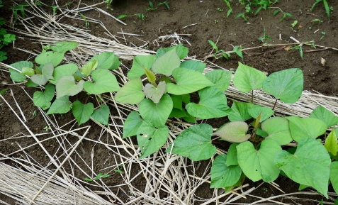 红薯怎样用草木灰控旺(种红薯时草木灰的用量)
