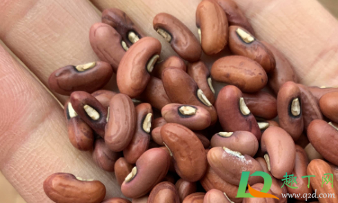 豆角种子泡了三天还能种吗(豆角种子浸泡多长时间)