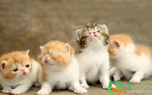 猫挠出血不打针有事吗(家养猫挠出血不打针有事吗) 猫挠出血不打针有事吗(家养猫挠出血不打针有事吗)