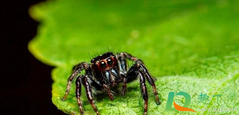 杀死红蜘蛛必须用农药吗(红蜘蛛用什么药杀)