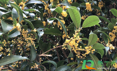 桂花爆根怎么处理(桂花根怎么去除)