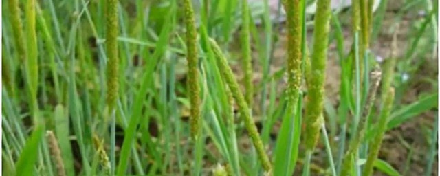 燕麦喷打除草剂时间建议(野燕麦除草剂啥时打)