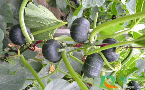 贝贝南瓜可以放冷藏不(南瓜贝贝怎么存放)