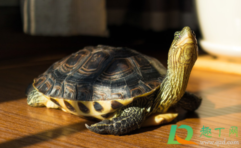 乌龟什么时候冬眠(乌龟什么时候冬眠醒来)
