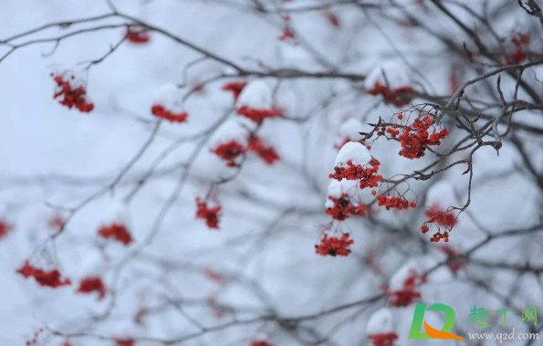 立冬是数九第一天吗(立冬多少天数九)