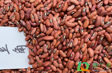 豆角种子泡了三天还能种吗(豆角种子浸泡多长时间)