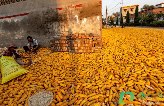 近期玉米还会涨价吗(今年的玉米价还会涨吗) 近期玉米还会涨价吗(今年的玉米价还会涨吗)