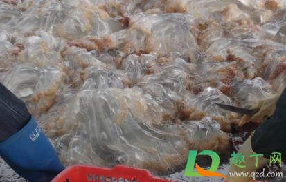 怎么看海蜇是不是假的(怎么辨别海蜇头的真假)