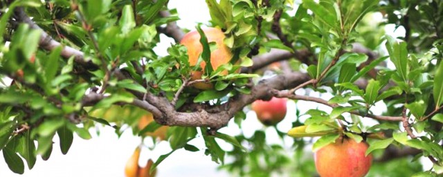 环割对果树的益处(果树环割的原理)