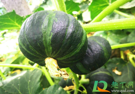 贝贝南瓜可以放冷藏不(南瓜贝贝怎么存放)