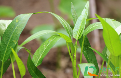 ​空心菜种子没泡种下能存活吗