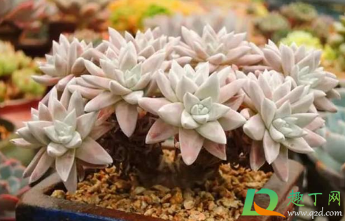 刚收到的白菊多肉要修根吗(白菊多肉根系长吗)