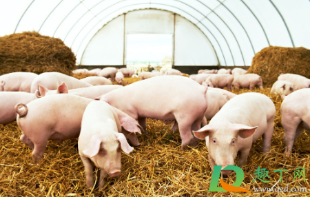 人得了布病没有性功能是真的吗(布病会导致性功能减退吗)