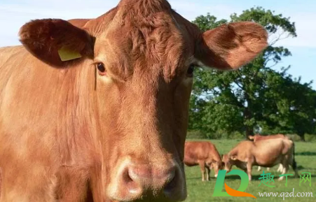 布病是不死的癌症吗(布病时间长了不治疗会不会引发癌症)