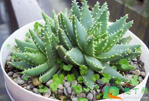 芦荟小芽没根还能活不(芦荟新芽没有根可以长吗)