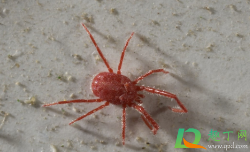 杀死红蜘蛛必须用农药吗(红蜘蛛用什么药杀)