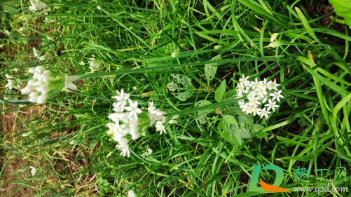 韭菜冬季可以移栽吗(韭菜初冬可以移栽) 韭菜冬季可以移栽吗(韭菜初冬可以移栽)