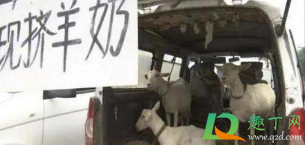 布病不治疗有什么后果(布病为什么难以治疗) 布病不治疗有什么后果(布病为什么难以治疗)