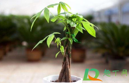 发财树叶子发黄脱落怎样挽救(水培发财树叶子发黄脱落怎样挽救)