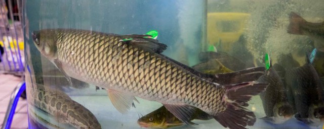 你喜欢吃吗(你喜欢吃吗用日语怎么说)