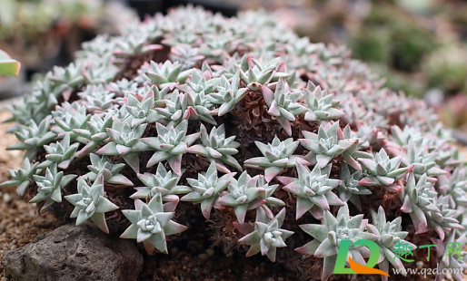刚收到的白菊多肉怎么上盆(多肉白菊怎么养出状态)