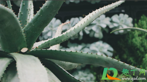 芦荟小芽没根还能活不(芦荟新芽没有根可以长吗)