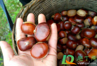 板栗黑色的是坏的吗(板栗里面发黑是什么原因) 板栗黑色的是坏的吗(板栗里面发黑是什么原因)