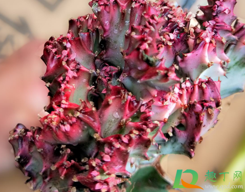 彩麒麟都是嫁接的吗(嫁接彩麒麟的养殖方法)