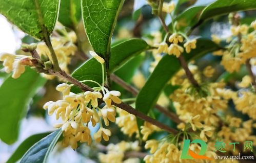 桂花爆根怎么处理(桂花根怎么去除) 桂花爆根怎么处理(桂花根怎么去除)