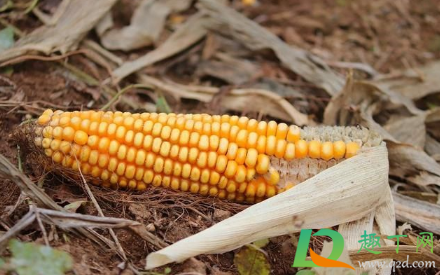 酵米面类食品有哪些(什么叫酵米面食物) 酵米面类食品有哪些(什么叫酵米面食物)