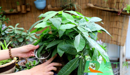 发财树叶子发黄脱落怎样挽救(水培发财树叶子发黄脱落怎样挽救)